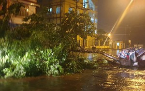 Bão số 3: Móng Cái - Quảng Ninh đang mưa rất to, cây cối bật gốc, đổ rạp trên đường