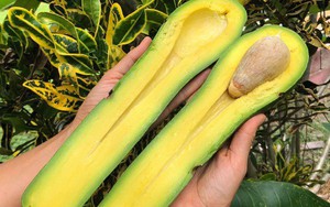 Bơ khổng lồ 1 triệu đồng/quả có gì đặc biệt?