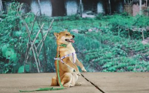 Vì sao chú chó Shiba được lựa chọn vào nhân vật ám ảnh nhiều thế hệ học sinh Việt Nam?