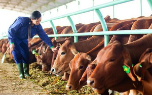 Số phận đàn bò nghìn tỷ của bầu Đức giờ ra sao?