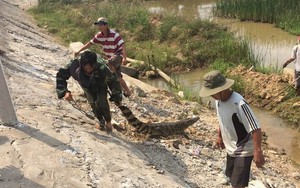 Dân hoảng sợ khi thấy cá sấu "khủng" bơi trên sông, chính quyền cử người đi bắt
