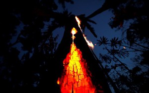 24h qua ảnh: Cây cháy đỏ rực trong rừng Amazon