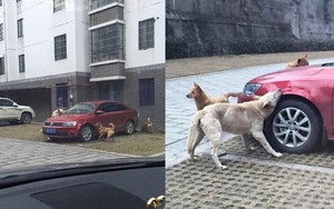 Đá con chó hoang để giữ chỗ đỗ xe, người đàn ông bị 'trả thù' theo cách không ngờ