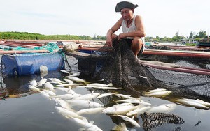 Vụ cá chết hàng loạt trên sông: Do độ mặn giảm đột ngột làm cá bị sốc