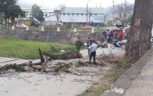 Nữ sinh bị cành cây rơi trúng đầu tử vong trên đường đi ôn thi học sinh giỏi