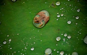 24h qua ảnh: Ếch con nằm trên lá sen sau trận mưa ở Nepal