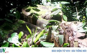 Chủ tịch xã bị kỷ luật vì quyết định cho chặt một cây cổ thụ
