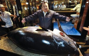 Cá ngừ được đấu giá kỉ lục 3,1 triệu USD tại chợ Nhật Bản