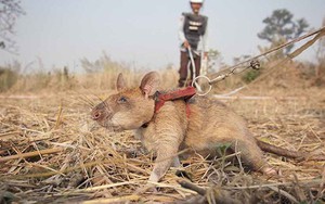 Voi sợ chuột, nhưng voi châu Phi lại đang được cứu nhờ chúng và đây là lý do
