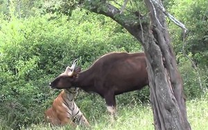 VIDEO: Hổ trổ tài săn bò tót cực kỳ điêu luyện