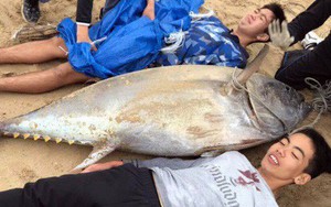 Không có dụng cụ, 2 học sinh cấp III ở Nhật tay không đấm ngất con cá ngừ nặng 1 tạ