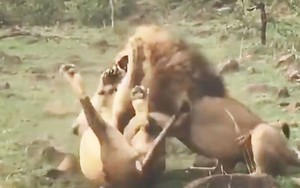 VIDEO: Màn giao đấu ác liệt giữa 2 con sư tử đực