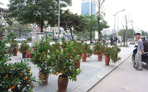 Hà Nội dừng đào đường, tổ chức 64 chợ hoa Xuân Tết
