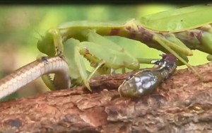 VIDEO: Sốc nặng trước cảnh bọ ngựa hạ sát rắn