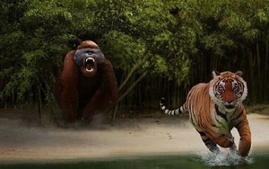 Liệu King Kong đã từng xuất hiện trên Trái Đất?