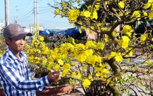 Mai vàng Nhơn An đắt khách dự thu khoảng 30 tỷ đồng