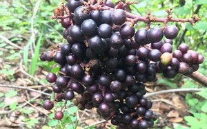 Mãn nhãn chùm nho rừng gần 600 quả ở Ninh Thuận