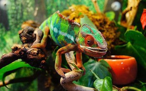 5 loài động vật có khả năng thay đổi màu sắc thần kỳ