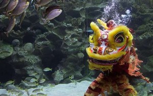 [Video] Độc đáo nghệ thuật múa lân dưới nước ở Malaysia