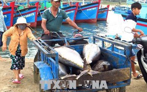 Trúng luồng cá chuyến biển cuối năm, ngư dân Phú Yên vui mừng đón Tết