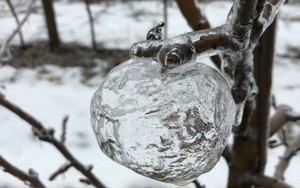 Tình trạng lạnh giá tại Mỹ tạo ra những 'quả táo ma' bằng đá vô cùng độc đáo