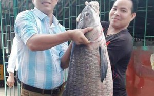 Đầu năm bắt được cá trắm đen “khủng” nặng 33 kg, dài 1 m