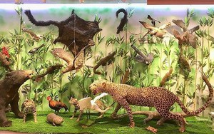 Những mẫu sinh vật rực rỡ trên cao nguyên đá Đồng Văn