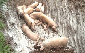Dịch tả lợn châu Phi xuất hiện tại Việt Nam có lây nhiễm và gây bệnh ở người?