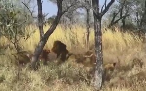Đàn sư tử cắn nhau dữ dội vì linh dương Waterbuck