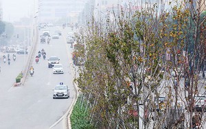 Cây phong trồng tại Hà Nội: Vì sao lá không đỏ?