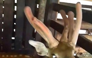 Kỳ lạ hươu đực mọc 3 cành nhung 'khủng' tại 3 đế trên đầu