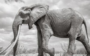 Những hình ảnh cuối cùng về "voi nữ hoàng" của Kenya với đôi ngà đẹp nhất thế giới, chạm tới đất