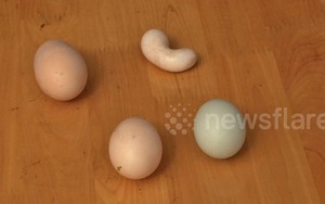 VIDEO:Gà đẻ trứng hình hạt đậu gây 'sốt'