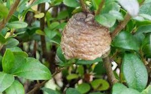 Tổ bọ ngựa - Thuốc tốt cho cả nam và nữ
