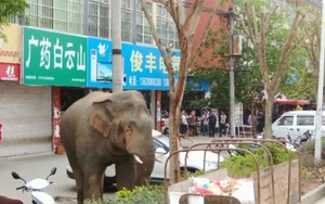 Voi rừng bất ngờ xuất hiện trên phố ở Trung Quốc, phá nát 9 ô tô