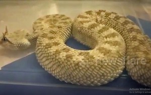 VIDEO: Kinh hãi khi nhìn rắn kịch độc có sừng