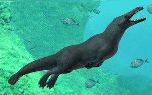Cá voi 4 chân được tìm thấy ở Peru
