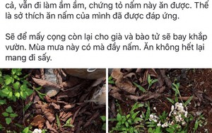 Lên mạng khoe ăn nấm dại mà vẫn bình an, chuyên gia chống độc nói gì?