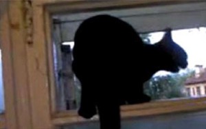 Kỳ lạ, chú mèo đen có thể sủa giống chó