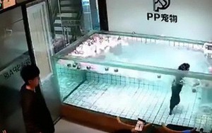 Trung Quốc: Chủ thả chó cưng vào bể nước đến chết đuối để quay phim gây phẫn nộ