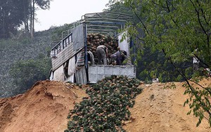 Một cân dứa bằng cốc trà đá: Thua canh bạc 'xuất sang Trung Quốc'