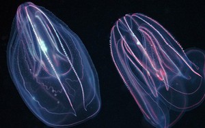 "Quái vật biển" cổ đại 18 xúc tu này có thể là tổ tiên loài sứa lược