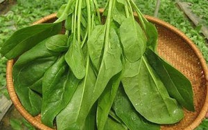 Chống ung thư, tiểu đường, loãng xương cực tốt nhờ rau chân vịt