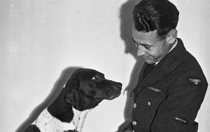 Những người lính bốn chân: Cô chó Judy, tù binh chiến tranh đặc biệt của Thế Chiến thứ Hai