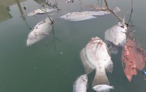 Đà Nẵng: Gần 2 km kênh đổi màu bất thường, kèm hiện tượng cá chết