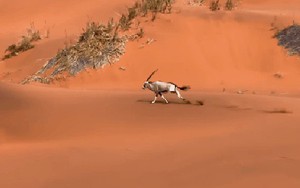Thử thách dạo chơi với động vật nguy hiểm chết người: Không thể tin đây là video quay bằng iPhone!