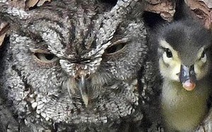 Đáng yêu vô đối: Khuôn mặt bẽ bàng của mẹ cú khi phát hiện quả trứng mình ấp bấy lâu lại nở ra một... con vịt