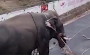 Video: Voi bất ngờ nổi loạn, lật tung ô tô