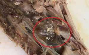 Luộc xong nửa con gà quê để tủ lạnh định ăn, mẹ trẻ giật mình sợ hãi khi nhìn thấy ổ trứng lạ tí hon