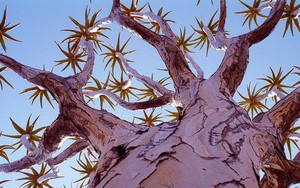 Loài cây như gốc rễ lộn ngược này hóa ra còn quý hơn cả kim cương đối với người Namibia